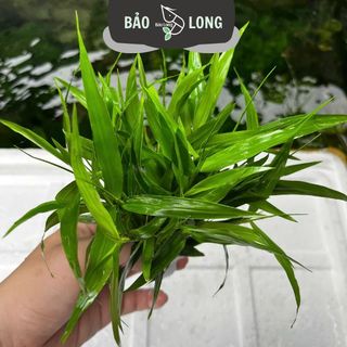 1Kg Cây Tre Nước Thủy Sinh Dễ Trồng Tổng Hợp - Không C02 - Thủy Sinh Bảo Long