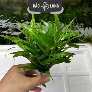 1Kg Cây Tre Nước Thủy Sinh Dễ Trồng Tổng Hợp - Không C02 - Thủy Sinh Bảo Long