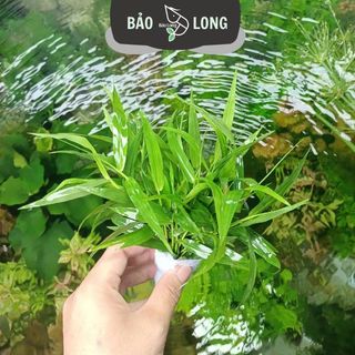 1Kg Cây Tre Nước Thủy Sinh Dễ Trồng Tổng Hợp - Không C02 - Thủy Sinh Bảo Long