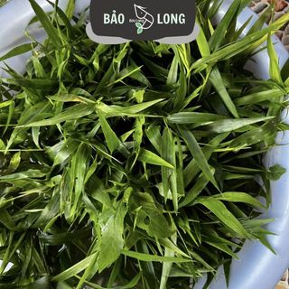 1Kg Cây Tre Nước Thủy Sinh Dễ Trồng Tổng Hợp - Không C02 - Thủy Sinh Bảo Long