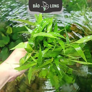 1Kg Cây Tre Nước Thủy Sinh Dễ Trồng Tổng Hợp - Không C02 - Thủy Sinh Bảo Long