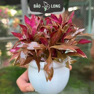 1Kg Huyết Tâm Lan - Cao 20cm - Thủy Sinh Bảo Long