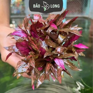 1Kg Huyết Tâm Lan - Cao 20cm - Thủy Sinh Bảo Long