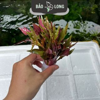 1Kg Huyết Tâm Lan - Cao 20cm - Thủy Sinh Bảo Long