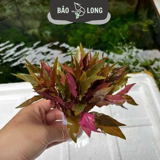 1Kg Huyết Tâm Lan - Cao 20cm - Thủy Sinh Bảo Long