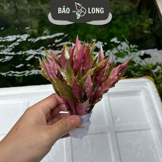1Kg Huyết Tâm Lan - Cao 20cm - Thủy Sinh Bảo Long