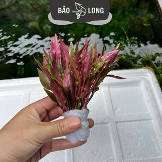 1Kg Huyết Tâm Lan - Cao 20cm - Thủy Sinh Bảo Long