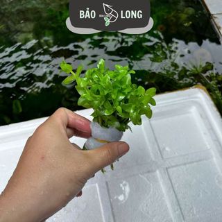 1Kg Lệ Nhi - Cao 15-20cm - Thủy Sinh Bảo Long