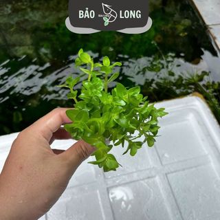1Kg Lệ Nhi - Cao 15-20cm - Thủy Sinh Bảo Long