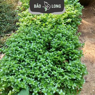 1Kg Lệ Nhi - Cao 15-20cm - Thủy Sinh Bảo Long
