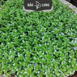 1Kg Lệ Nhi - Cao 15-20cm - Thủy Sinh Bảo Long