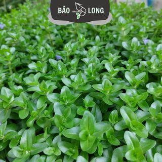 1Kg Lệ Nhi - Cao 15-20cm - Thủy Sinh Bảo Long