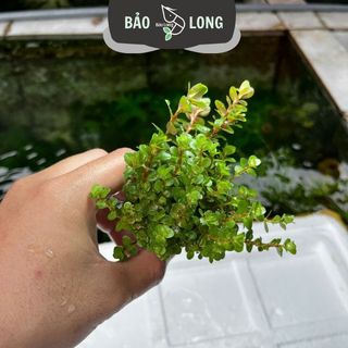 1Kg Vảy Ốc Xanh - Cao 15-20cm - Thủy Sinh Bảo Long