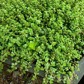 1Kg Vảy Ốc Xanh - Cao 15-20cm - Thủy Sinh Bảo Long