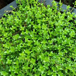 1Kg Vảy Ốc Xanh - Cao 15-20cm - Thủy Sinh Bảo Long