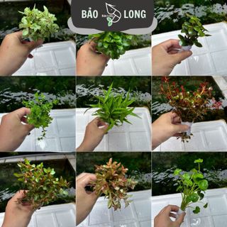 50 Bó Cây Thủy Sinh Tùy Chọn - 20-40 Cây 1 Bó - Thủy Sinh Bảo Long
