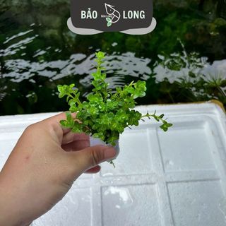 1 Kg Vảy Ốc Xanh - Cao 15-20cm - Thủy Sinh Bảo Long