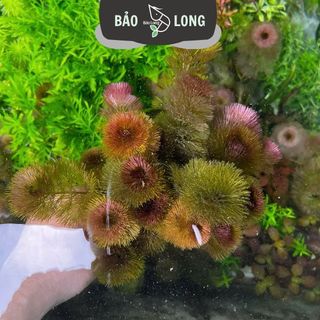 50 Bó Cây Thủy Sinh Tùy Chọn - 20-40 Cây 1 Bó - Thủy Sinh Bảo Long