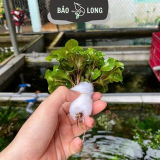 50 Bó Cây Thủy Sinh Tùy Chọn - 20-40 Cây 1 Bó - Thủy Sinh Bảo Long