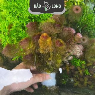 50 Bó Cây Thủy Sinh Tùy Chọn - 20-40 Cây 1 Bó - Thủy Sinh Bảo Long