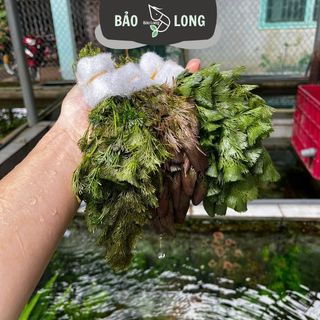 50 Bó Cây Thủy Sinh Tùy Chọn - 20-40 Cây 1 Bó - Thủy Sinh Bảo Long