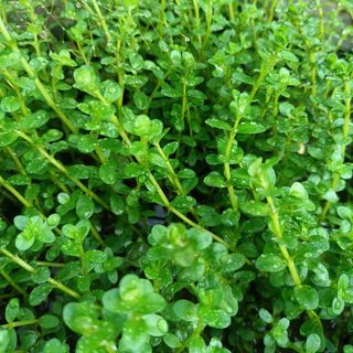 1 Kg Vảy Ốc Xanh - Cao 15-20cm - Thủy Sinh Bảo Long