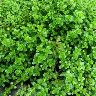 1 Kg Vảy Ốc Xanh - Cao 15-20cm - Thủy Sinh Bảo Long