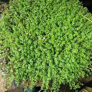 1 Kg Vảy Ốc Xanh - Cao 15-20cm - Thủy Sinh Bảo Long
