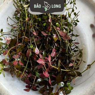 1Kg Tân Đế Lá Nước - Dài 20cm - Thủy Sinh Bảo Long