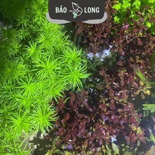 1Kg Tân Đế Lá Nước - Dài 20cm - Thủy Sinh Bảo Long