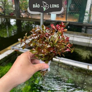 1Kg Tân Đế Lá Nước - Dài 20cm - Thủy Sinh Bảo Long