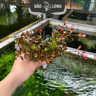 1Kg Tân Đế Lá Nước - Dài 20cm - Thủy Sinh Bảo Long