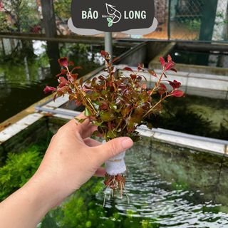 1Kg Tân Đế Lá Nước - Dài 20cm - Thủy Sinh Bảo Long