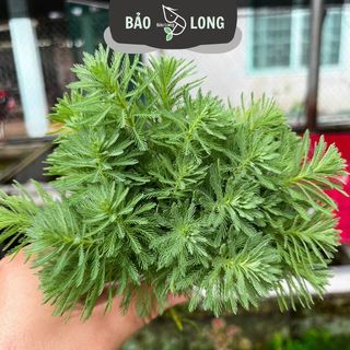 300 Ngọn Xương Cá - Cao 10-15cm - Thủy Sinh Bảo Long
