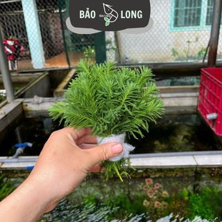 300 Ngọn Xương Cá - Cao 10-15cm - Thủy Sinh Bảo Long