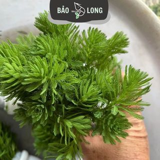 300 Ngọn Xương Cá - Cao 10-15cm - Thủy Sinh Bảo Long