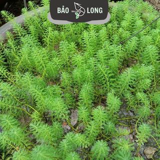 300 Ngọn Xương Cá - Cao 10-15cm - Thủy Sinh Bảo Long