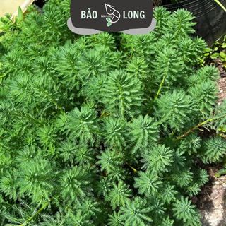 300 Ngọn Xương Cá - Cao 10-15cm - Thủy Sinh Bảo Long
