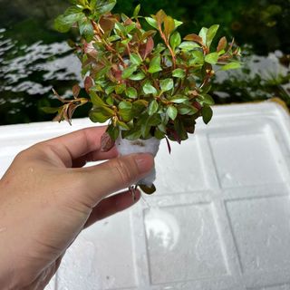 1Kg Tân Đế Lá Cạn - Cao 20cm - Thủy Sinh Bảo Long