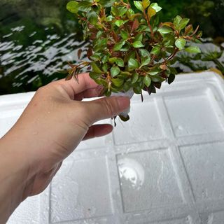 1Kg Tân Đế Lá Cạn - Cao 20cm - Thủy Sinh Bảo Long