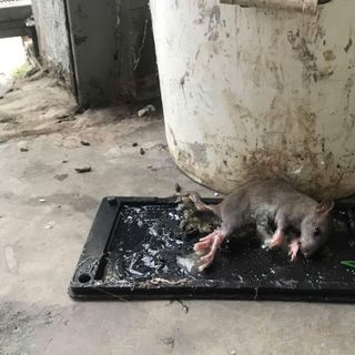 Keo dính chuột giá sỉ