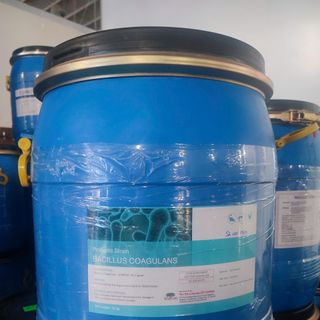 BACILLUS COAGULANS - lợi khuẩn đường ruột hỗ trợ tiêu hóa và cân bằng pH đường ruột