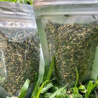 TRÀ TIM SEN HUẾ-GIÁ SỈ 300K/KG