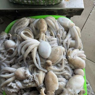Bạch tuộc tươi (tua 1 da) khay 400gr