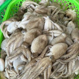 Bạch tuộc tươi (tua 1 da) khay 400gr