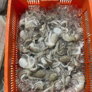 Bạch tuộc tươi (tua 1 da) khay 400gr