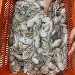 Bạch tuộc tươi (tua 1 da) khay 400gr