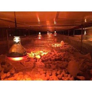 BÓNG ĐÈN HỒNG NGOẠI SƯỞI 275W