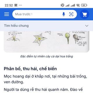 Cà dại hoa trắng. Món ăn, vị thuốc quý núi rừng
