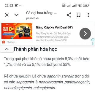 Cà dại hoa trắng. Món ăn, vị thuốc quý núi rừng